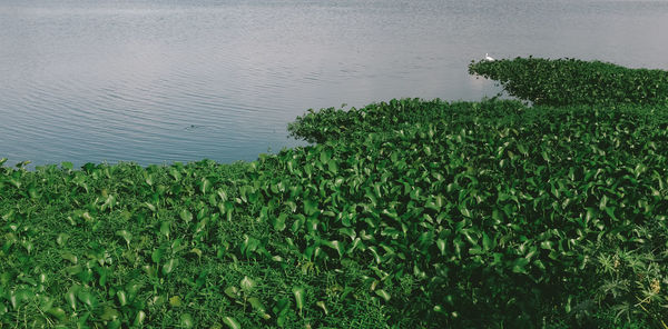 Plants growing on field