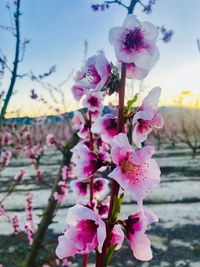 Close-up of pink bougainvillea blooming on tree against sky