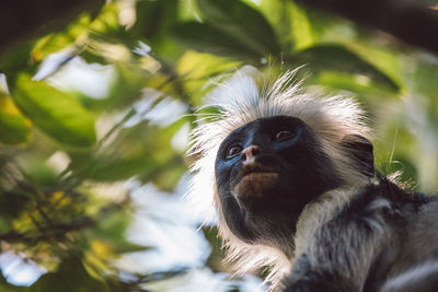 Close-up of monkey