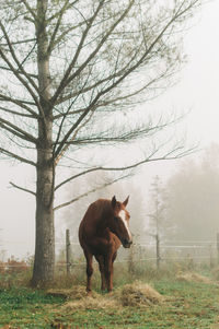 Horse standing in a field