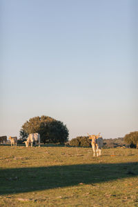 Cows grazing on field against clear sky