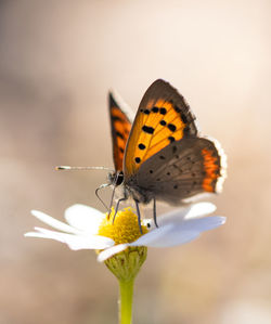 Close-up of butterfly on flower