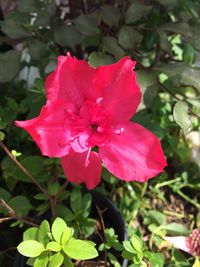 Close-up of pink flowers