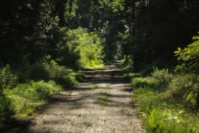 Footpath amidst trees in forest