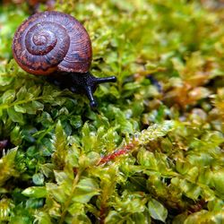 Close-up of snail on plant