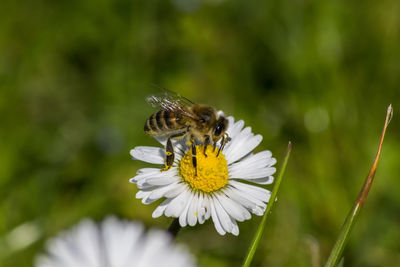 Close-up of insect on flower