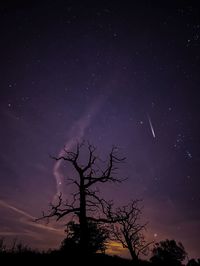 Low angle view of tree against sky at night