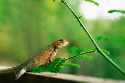 Close-up of a lizard