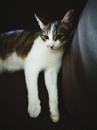 Close-up of cat sitting