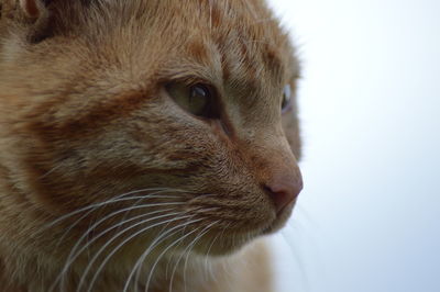 Close-up portrait of cat