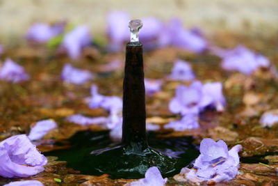 Close-up of purple water