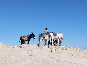 People with donkeys standing against clear blue sky