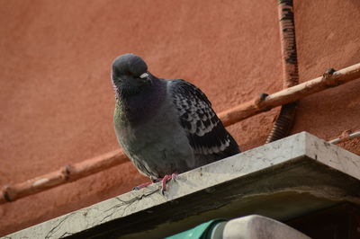 Low angle view of pigeon