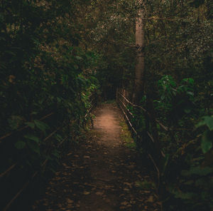 Footpath amidst trees in forest