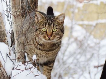 Close-up portrait of cat