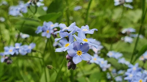 Close-up of purple flowering plant