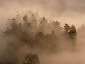 Low angle view of trees against sky during foggy weather