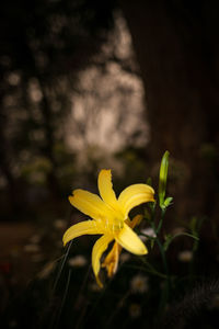 Close-up of yellow flowering plant on field