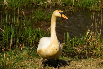 Duck on a land