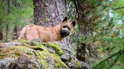 View of dog on tree trunk