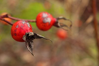 Close-up of rose hips growing outdoors