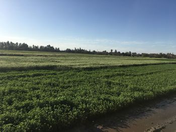 Scenic view of agricultural field against sky