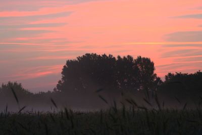 Silhouette trees on field against orange sky