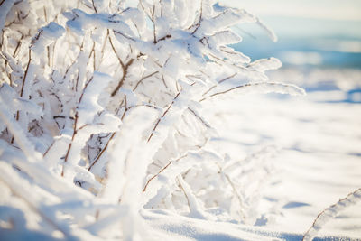 Close-up of snow on land