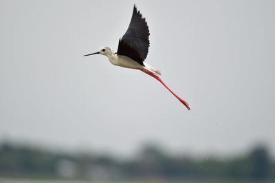 Low angle view of bird flying against the sky