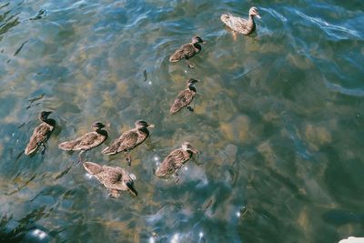 Ducks at the lake