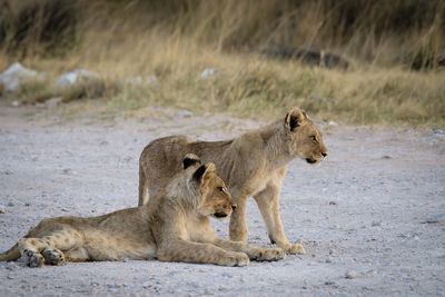 View of two cats on the beach