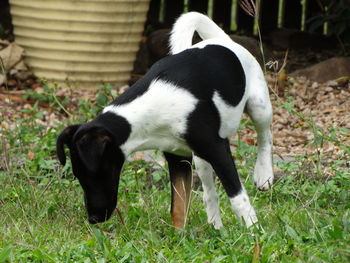 Dog standing in garden