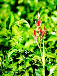 Close-up of red flowering plant