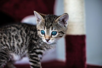 Close-up portrait of tabby kitten