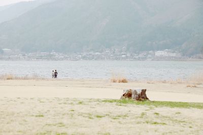 View of a dog on beach