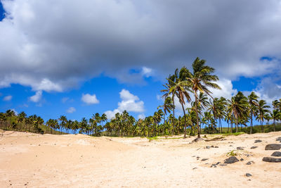 Panoramic view of trees on beach against sky