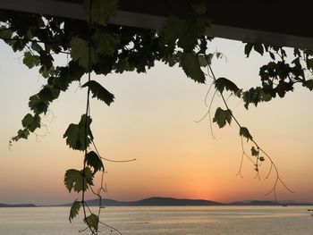 Silhouette tree by sea against sky during sunset at hippie fish mykonos 