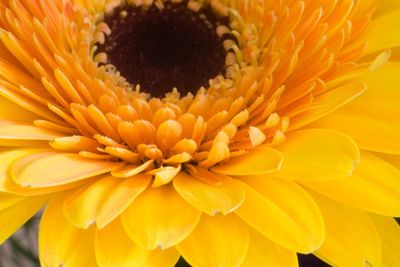 Close-up of yellow dahlia