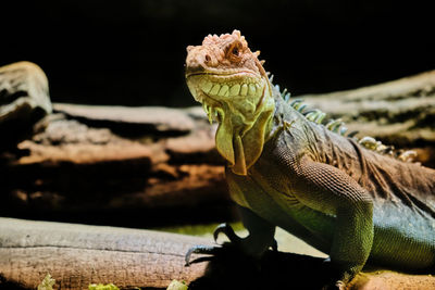 Close-up of iguana