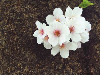 Close-up of white flowers blooming outdoors