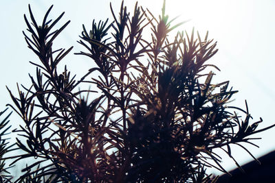 Low angle view of coconut palm tree against sky