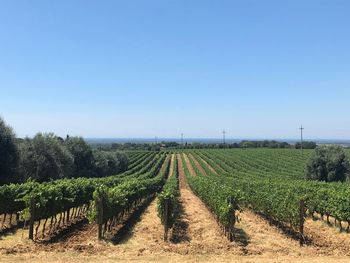 These long beautiful vineyard lanes leaves such great memories of a nice hot summer holiday 