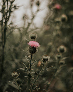 Close-up of thistle flowers on field