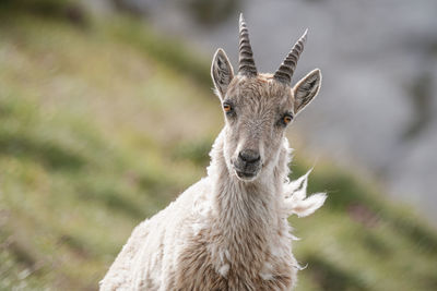 Ibex capra, haute-savoie, france