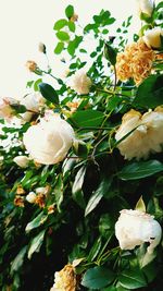 Close-up of white flowers