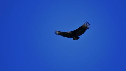 Low angle view of birds flying against blue sky