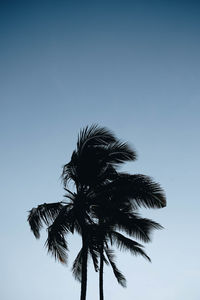 Low angle view of silhouette coconut palm tree against clear sky