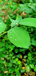 Close-up of raindrops on leaves