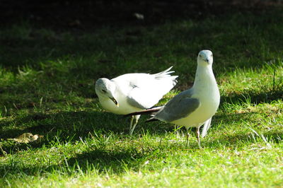 White duck on field