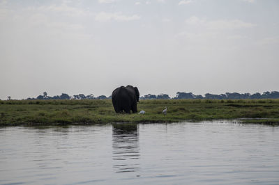 View of elephant in lake against sky